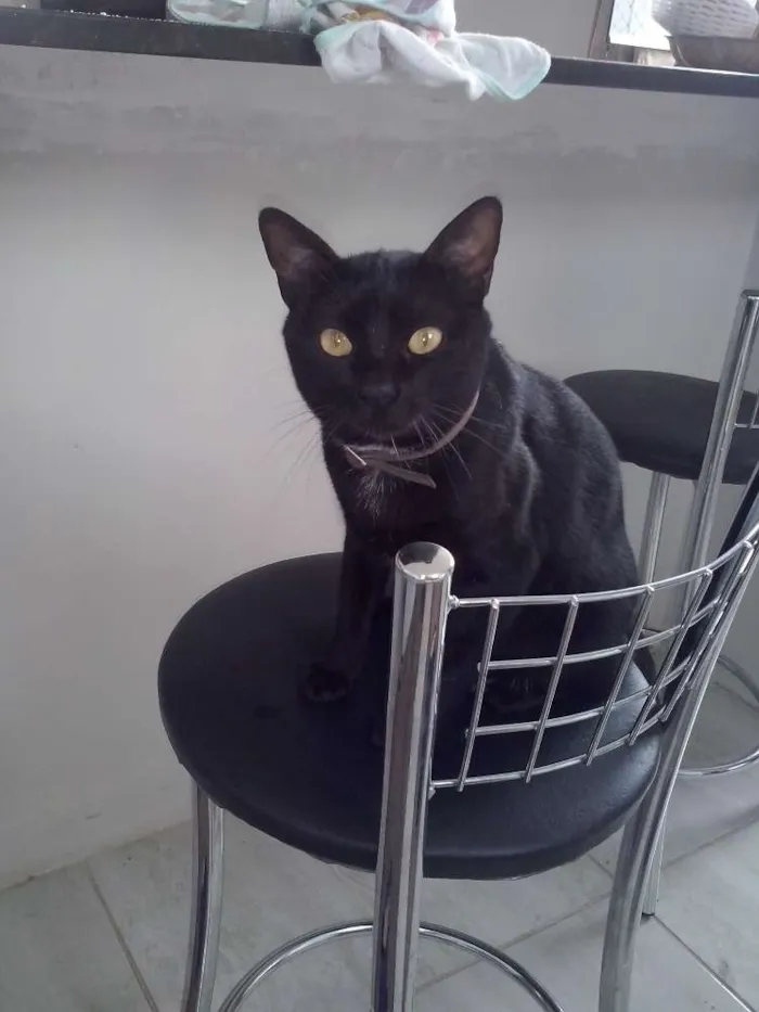 Gato raça SRD idade 2 anos nome Maria Flor & Tufão
