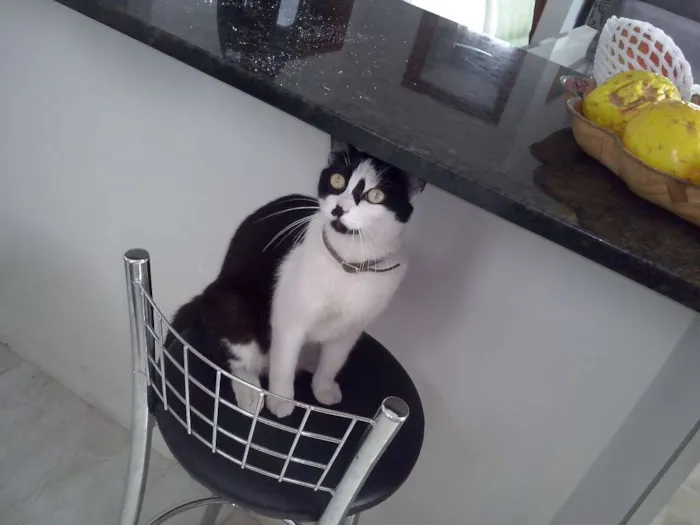 Gato raça SRD idade 2 anos nome Maria Flor & Tufão
