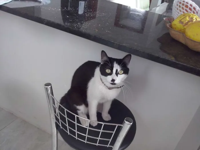 Gato raça SRD idade 2 anos nome Maria Flor & Tufão