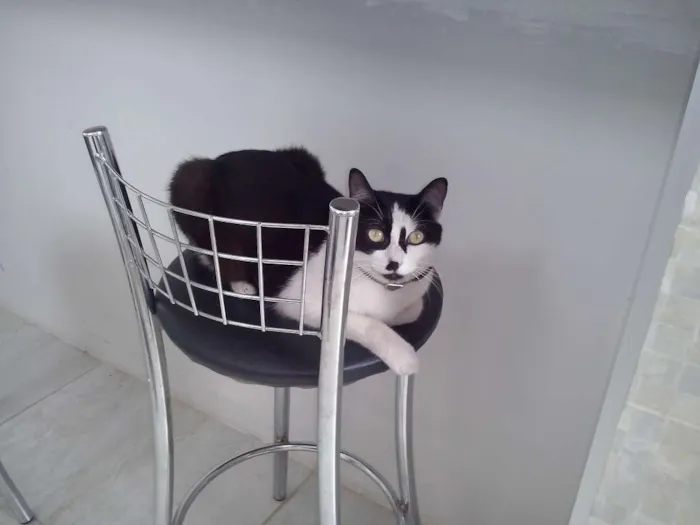 Gato raça SRD idade 2 anos nome Maria Flor & Tufão