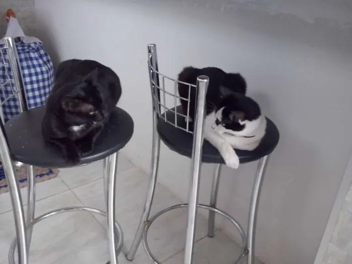Gato raça SRD idade 2 anos nome Maria Flor & Tufão