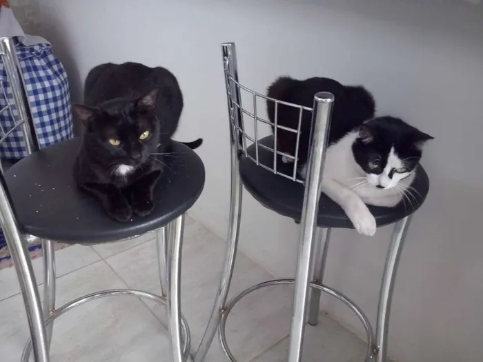 Gato raça SRD idade 2 anos nome Maria Flor & Tufão