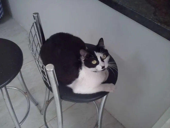 Gato raça SRD idade 2 anos nome Maria Flor & Tufão