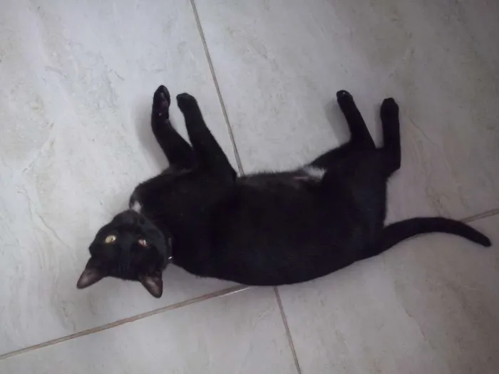 Gato raça SRD idade 2 anos nome Maria Flor & Tufão
