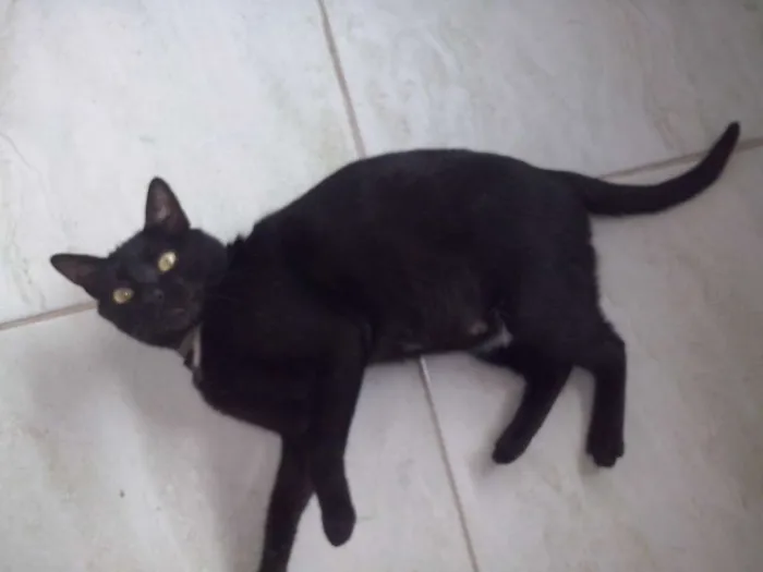 Gato raça SRD idade 2 anos nome Maria Flor & Tufão