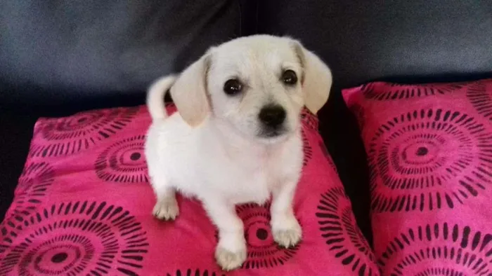 Cachorro ra a Vira lata  idade Abaixo de 2 meses nome Kiko