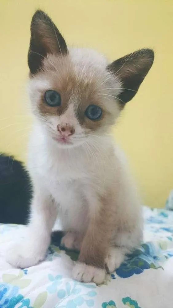 Gato ra a Siamês idade Abaixo de 2 meses nome Branca
