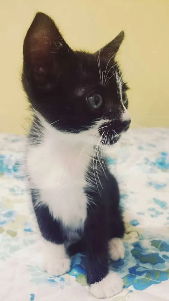 Gato ra a SRD idade Abaixo de 2 meses nome Frajola