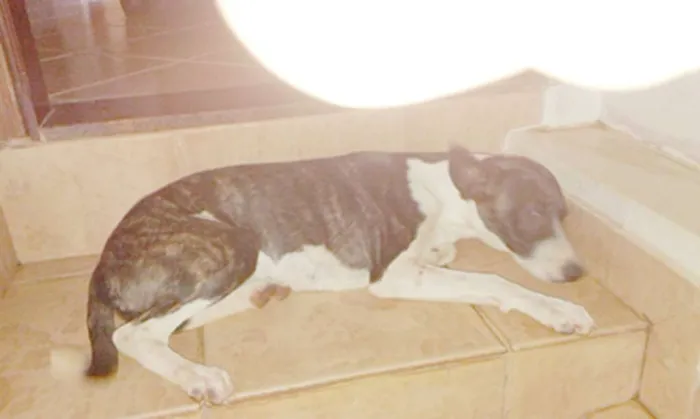 Cachorro ra a vira lata idade 2 a 6 meses nome sem nome