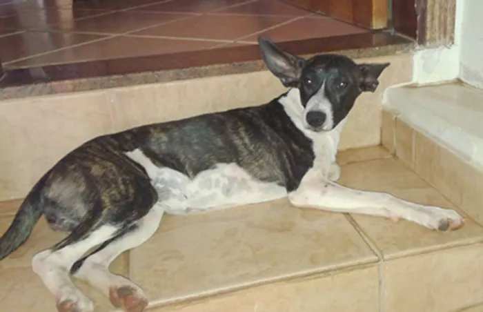Cachorro ra a vira lata idade 2 a 6 meses nome sem nome