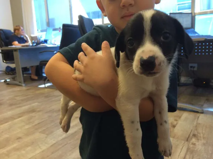 Cachorro ra a SRD idade 2 a 6 meses nome Berila
