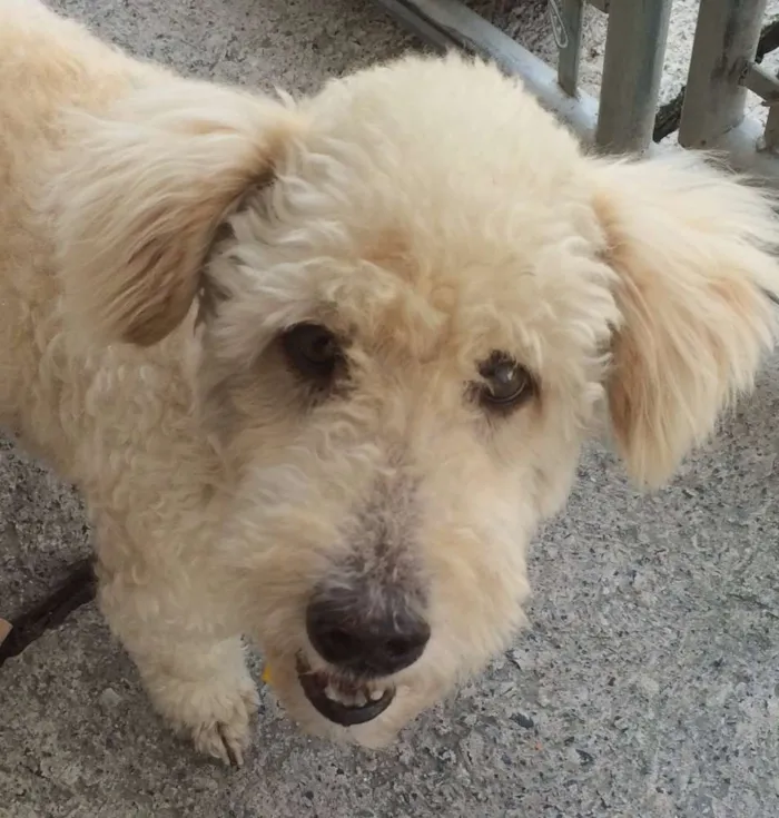 Cachorro ra a Poodle idade 2 anos nome Boris Eduardo