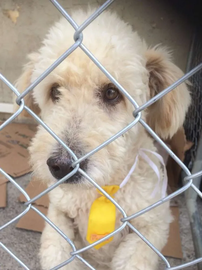 Cachorro ra a Poodle idade 2 anos nome Boris Eduardo