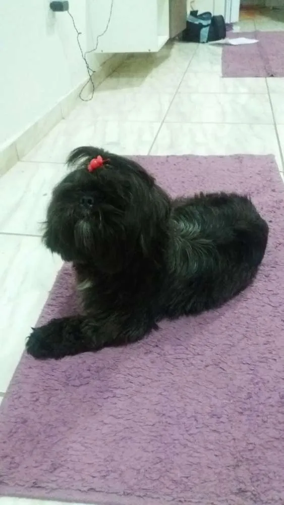 Cachorro ra a Shitzu idade 1 ano nome fredi GRATIFICA