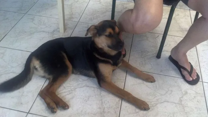 Cachorro ra a SRD idade 1 ano nome Pretinha