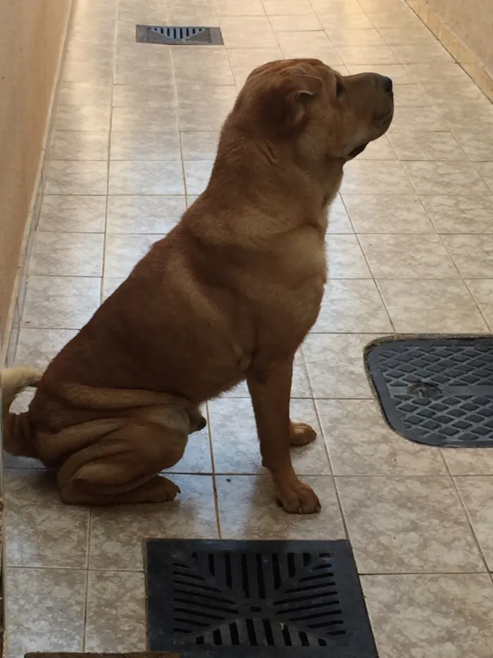 Cachorro ra a Shar pei  idade 5 anos nome Nik 
