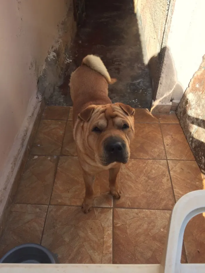 Cachorro ra a Shar pei  idade 5 anos nome Nik 