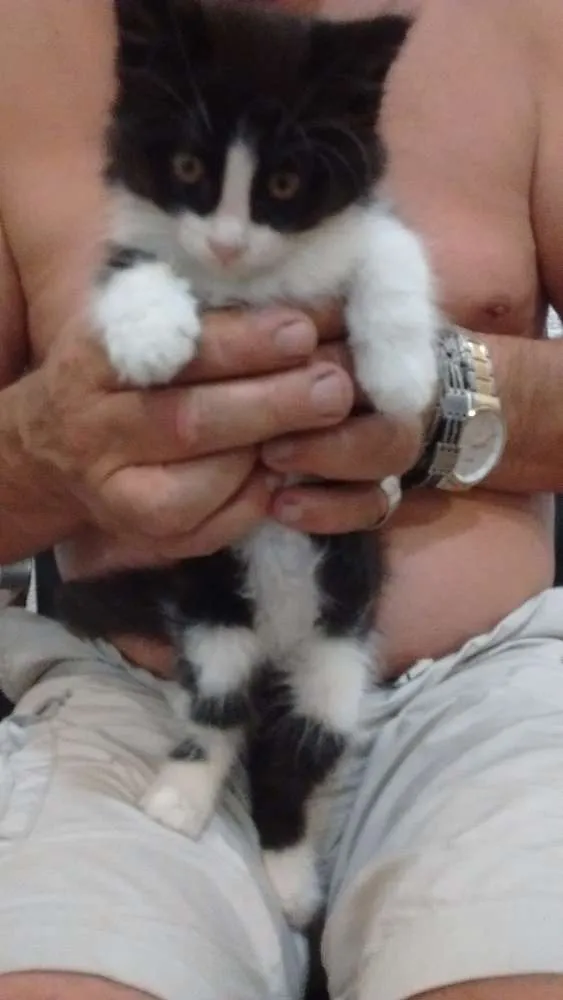 Gato ra a Vira-lata  idade 2 a 6 meses nome Boby 