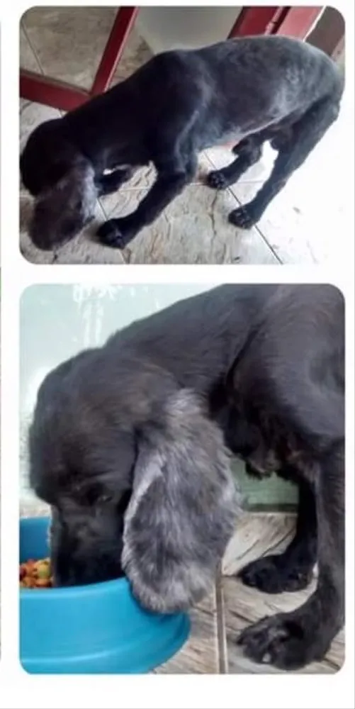 Cachorro ra a Cocker  idade  nome Fera