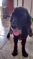 Fera