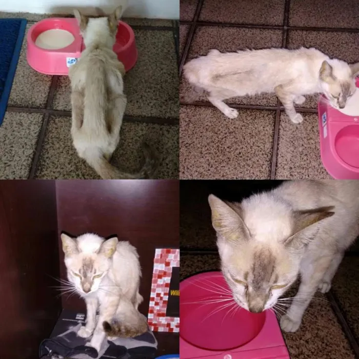 Gato ra a Srd idade 2 a 6 meses nome Milka
