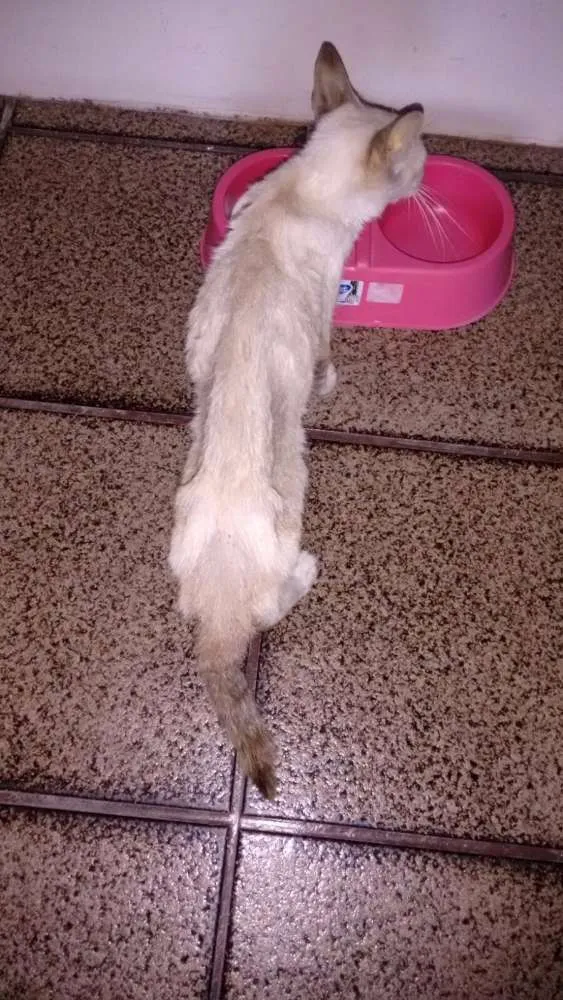 Gato ra a Srd idade 2 a 6 meses nome Milka