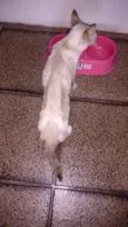 Milka