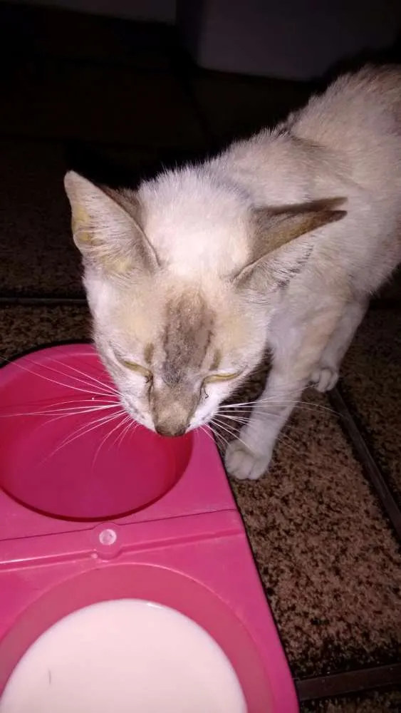 Gato ra a Srd idade 2 a 6 meses nome Milka