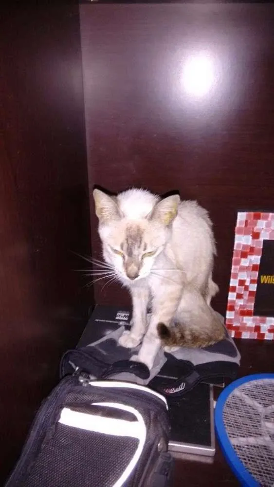 Gato ra a Srd idade 2 a 6 meses nome Milka