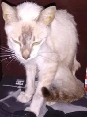 Gato ra a Srd idade 2 a 6 meses nome Milka