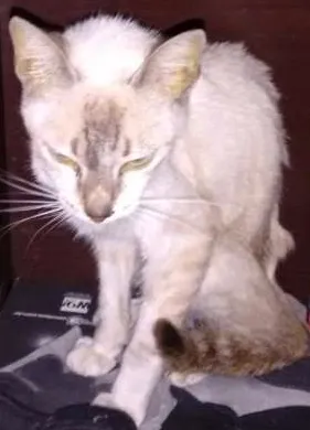 Gato raça Srd idade 2 a 6 meses nome Milka