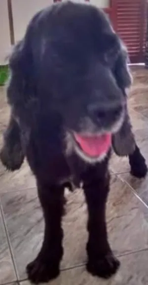 Cachorro raça Cocker  idade  nome Fera