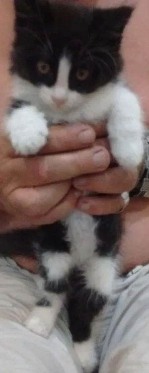 Gato raça Vira-lata  idade 2 a 6 meses nome Boby 