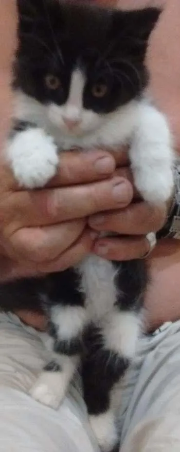 Gato ra a Vira-lata  idade 2 a 6 meses nome Boby 