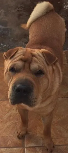 Cachorro ra a Shar pei  idade 5 anos nome Nik 