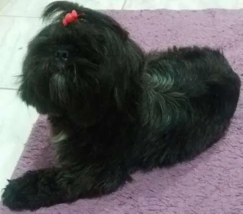 Cachorro ra a Shitzu idade 1 ano nome fredi GRATIFICA