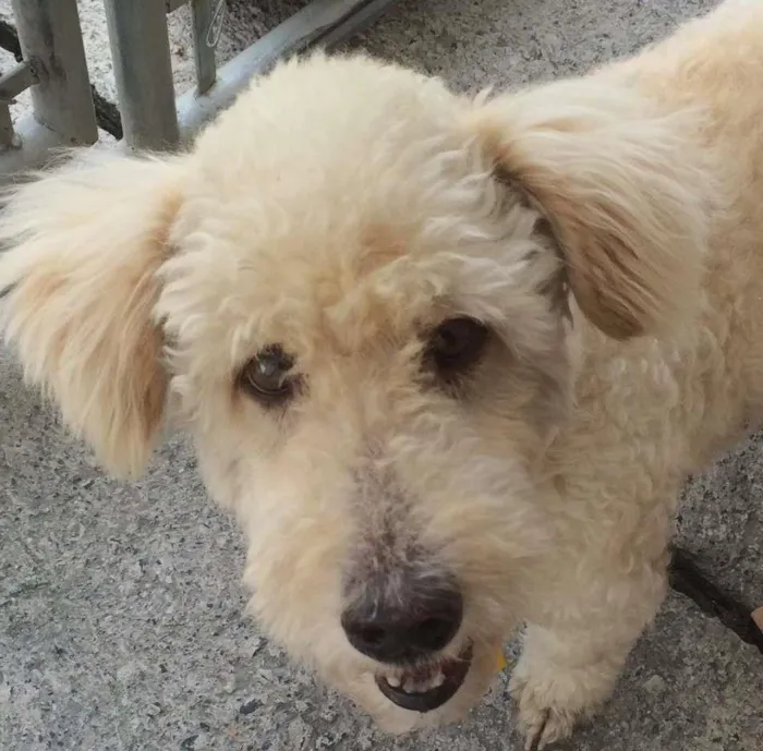 Cachorro ra a Poodle idade 2 anos nome Boris Eduardo