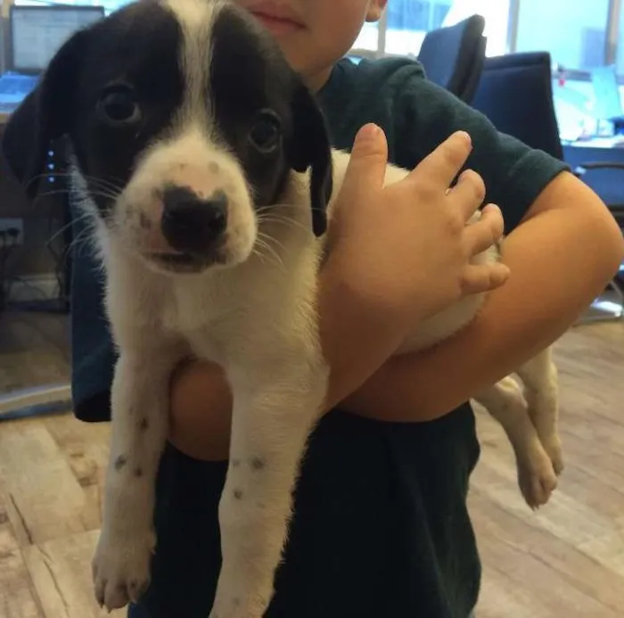 Cachorro ra a SRD idade 2 a 6 meses nome Berila