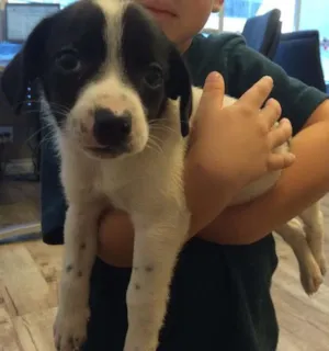 Cachorro raça SRD idade 2 a 6 meses nome Berila