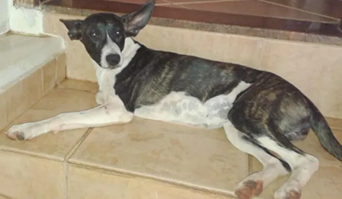 Cachorro ra a vira lata idade 2 a 6 meses nome sem nome