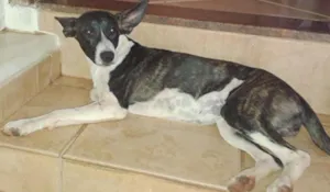 Cachorro raça vira lata idade 2 a 6 meses nome sem nome