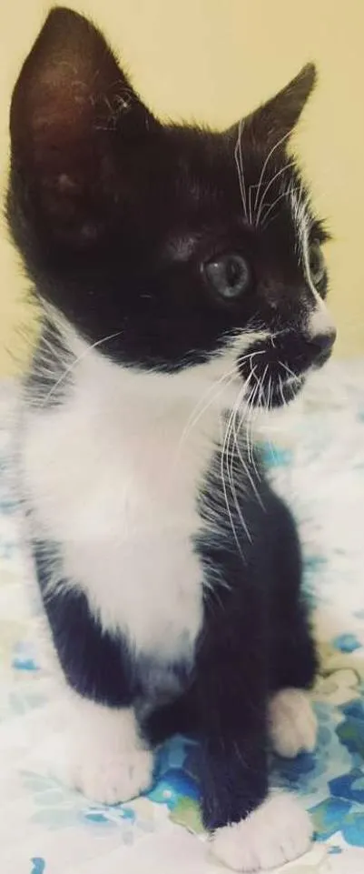 Gato ra a SRD idade Abaixo de 2 meses nome Frajola