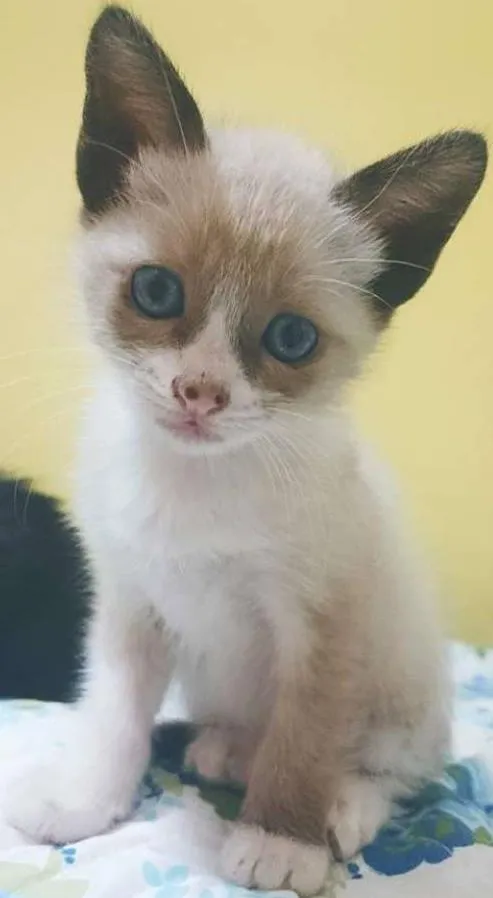 Gato ra a Siamês idade Abaixo de 2 meses nome Branca