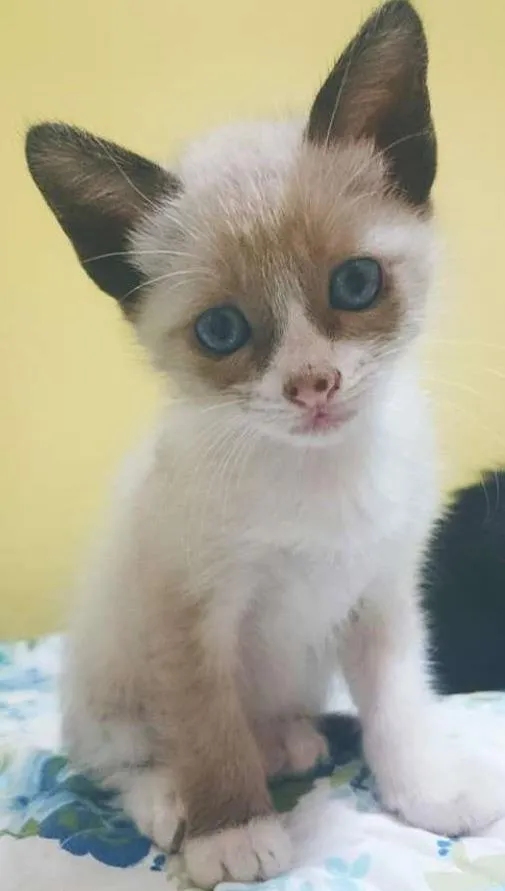 Gato ra a Siamês idade Abaixo de 2 meses nome Branca
