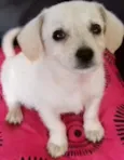 Kiko