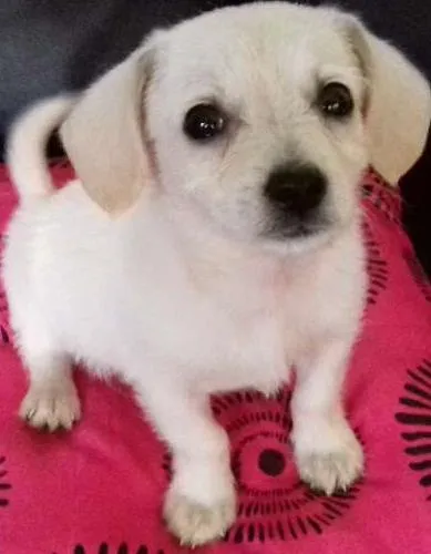 Cachorro ra a Vira lata  idade Abaixo de 2 meses nome Kiko