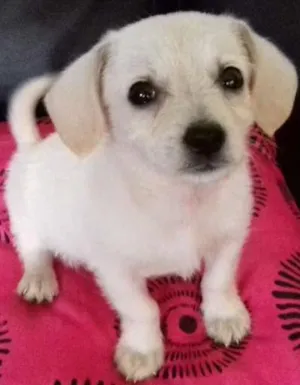 Cachorro raça Vira lata  idade Abaixo de 2 meses nome Kiko