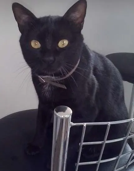 Gato raça SRD idade 2 anos nome Maria Flor & Tufão