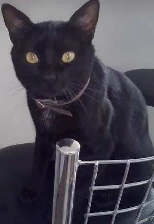 Gato raça SRD idade 2 anos nome Maria Flor & Tufão