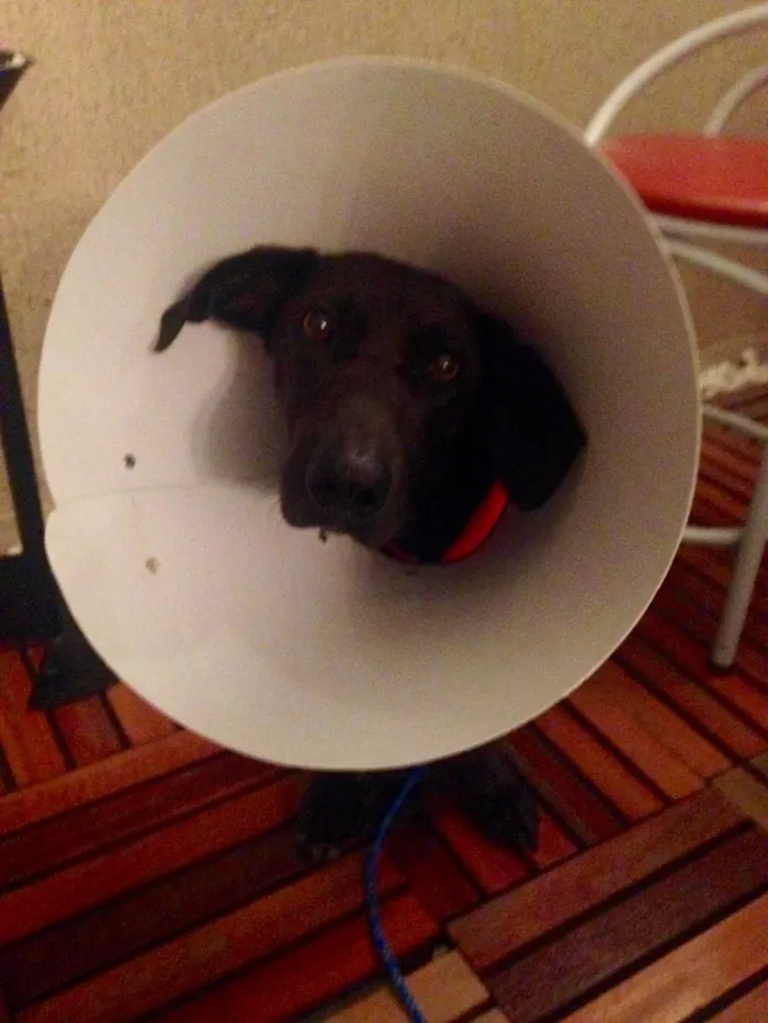 Cachorro ra a Labrador com Basset idade 1 ano nome Menina